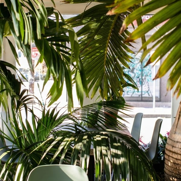 Lush green palm plants create a natural, vibrant atmosphere in a restaurant dining area.