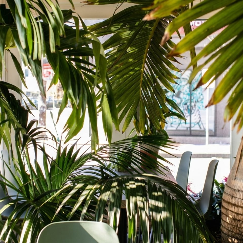 Lush green palm plants create a natural, vibrant atmosphere in a restaurant dining area.
